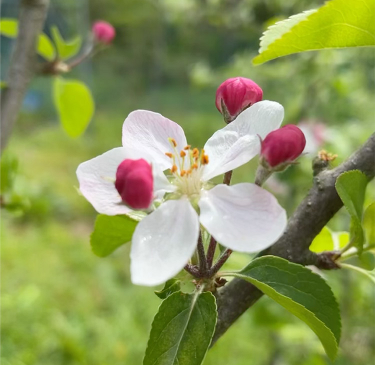 第1章　農業未経験のWEBデザイナーが「奇跡のリンゴ」に導かれ、リンゴの自然栽培に挑む